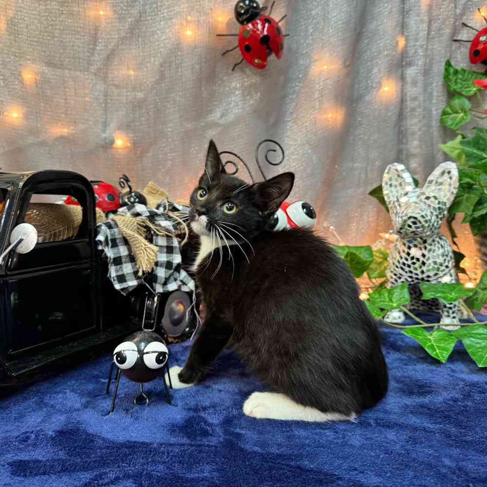 carousel pet images