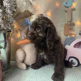 Cockapoo