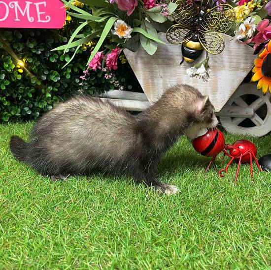 Ferret