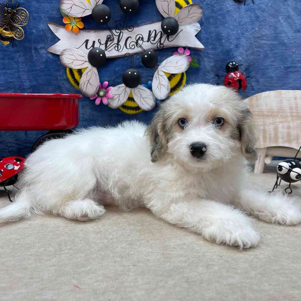 carousel pet images