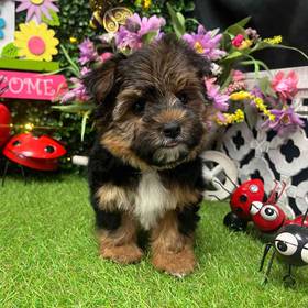 Morkie