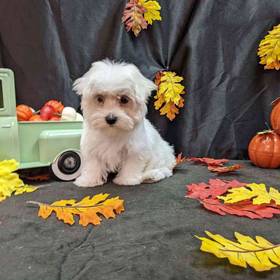 Maltese