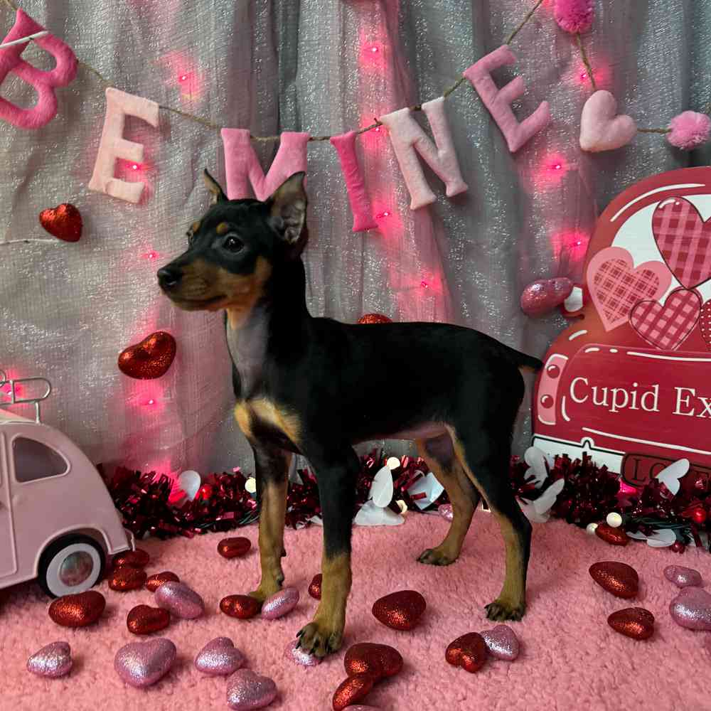 carousel pet images