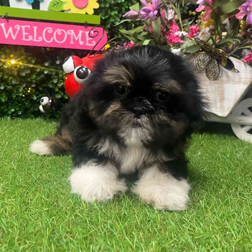 carousel pet images