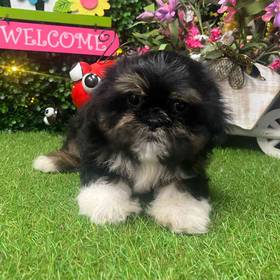Shih Tzu