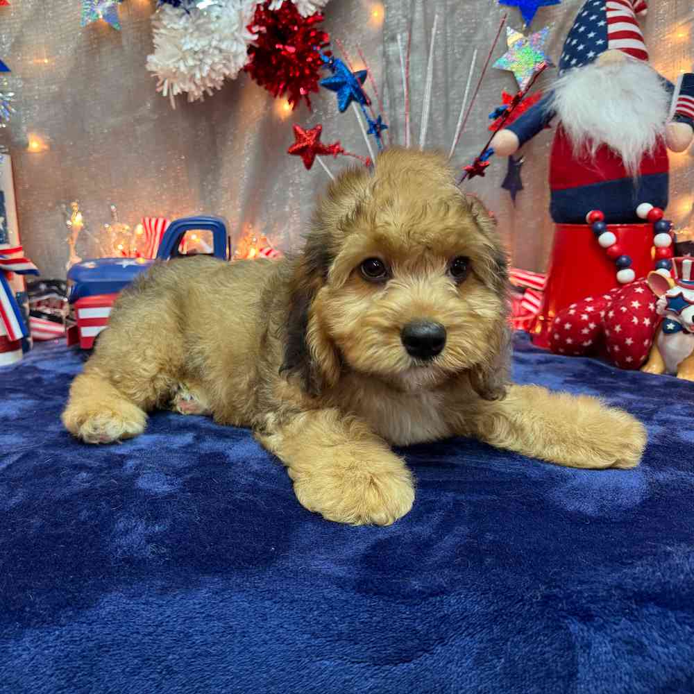 carousel pet images