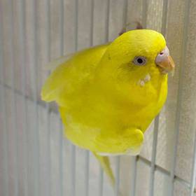 Parakeet