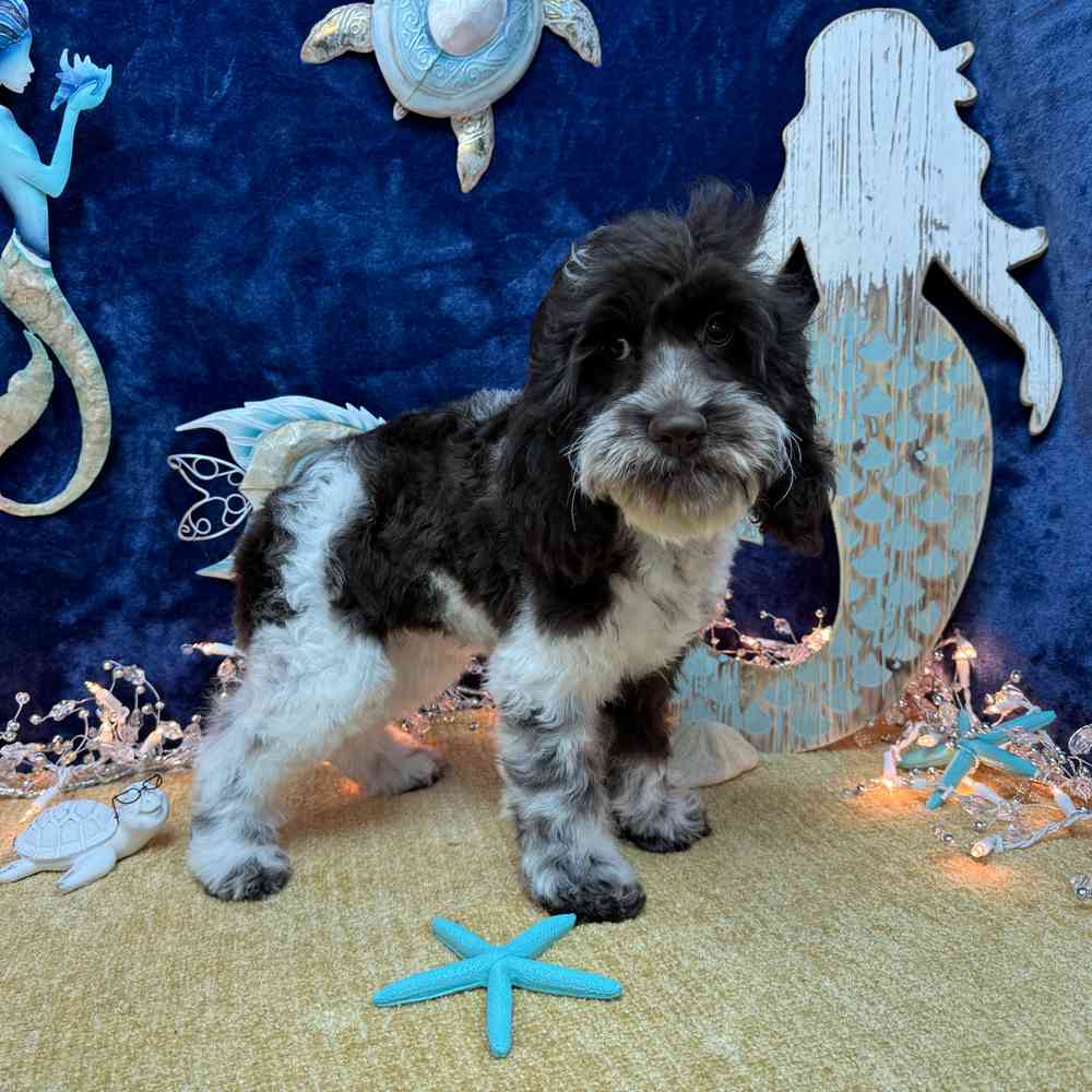 carousel pet images