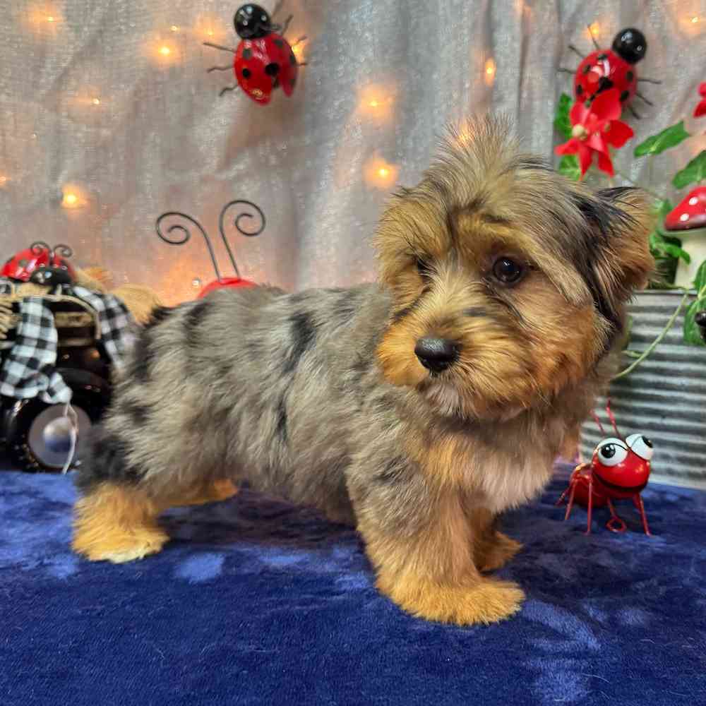 carousel pet images