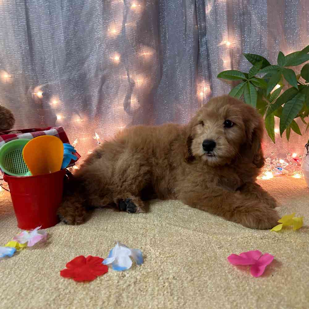 carousel pet images
