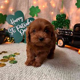 Mini Goldendoodle