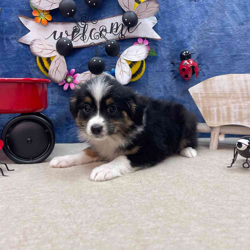 carousel pet images