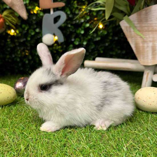 Flemish Giant Holland Lop Mix