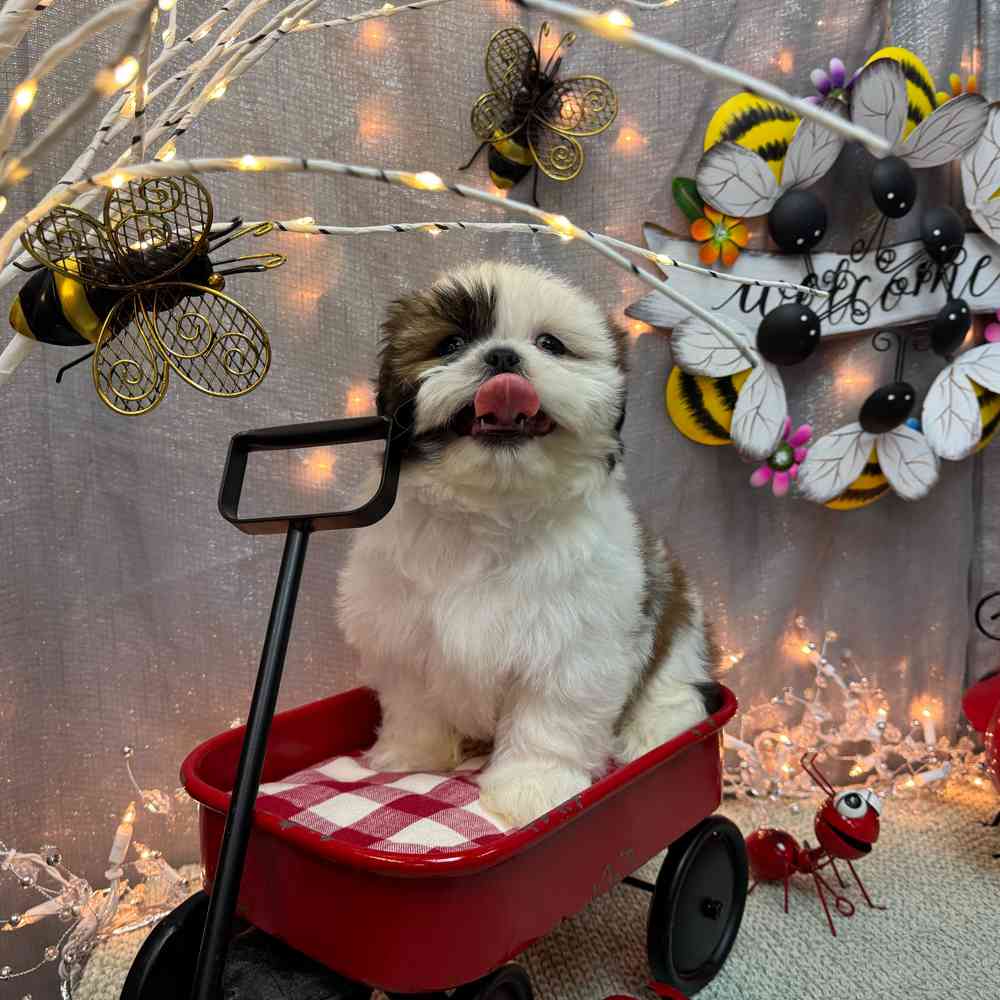 carousel pet images