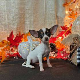 Chihuahua