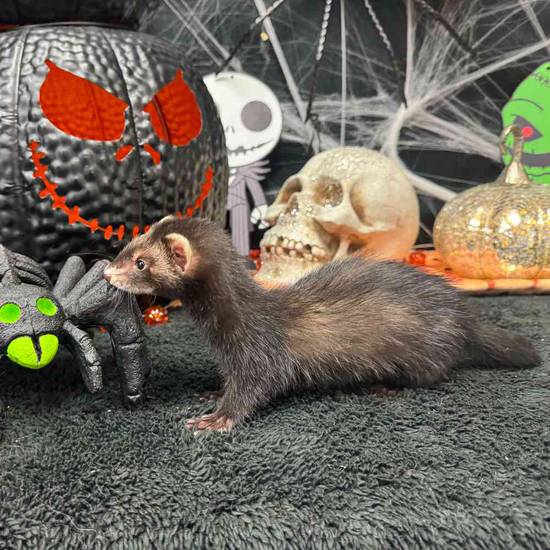 Ferret