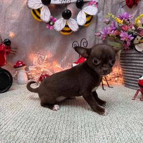 Chihuahua