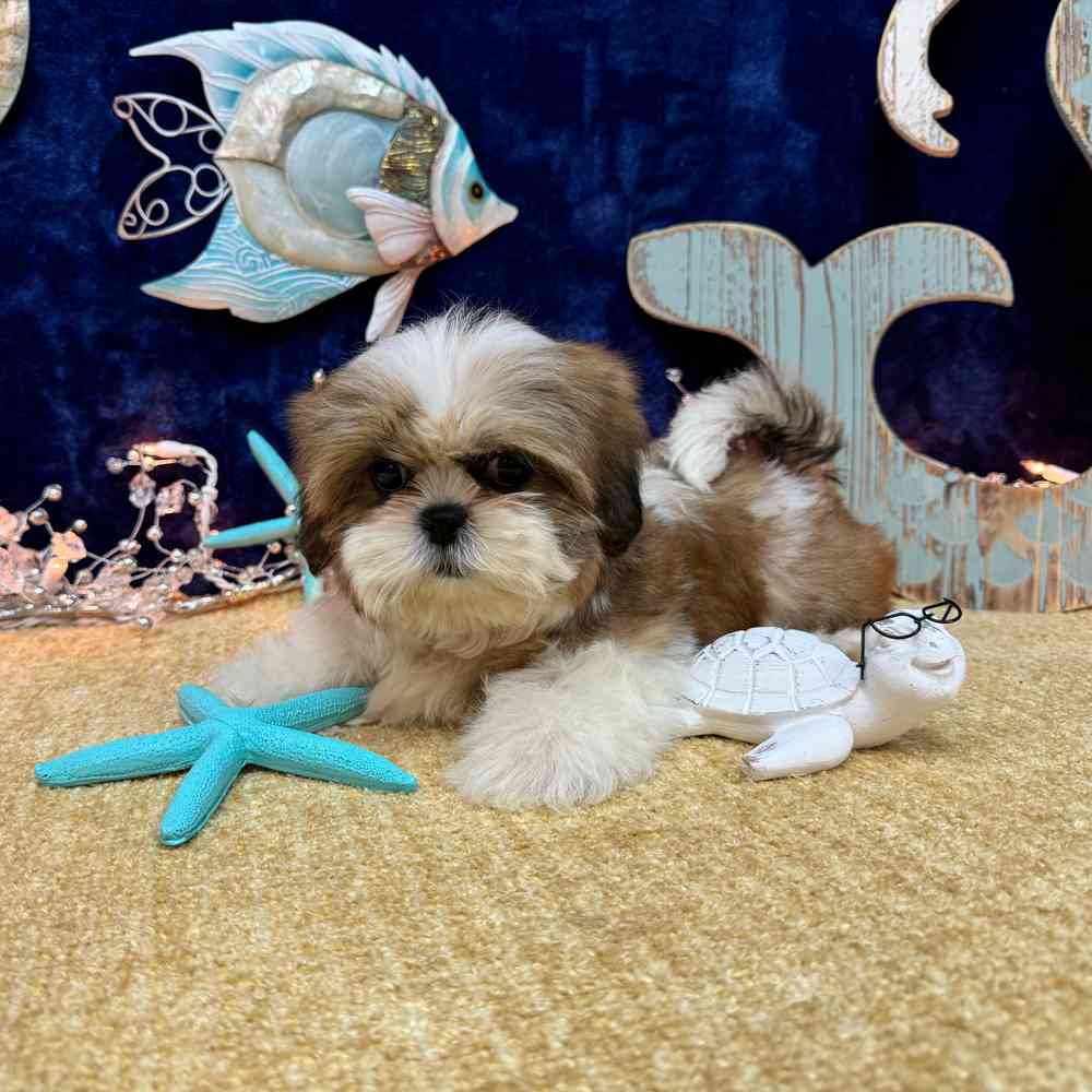 carousel pet images