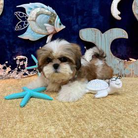 Shih Tzu