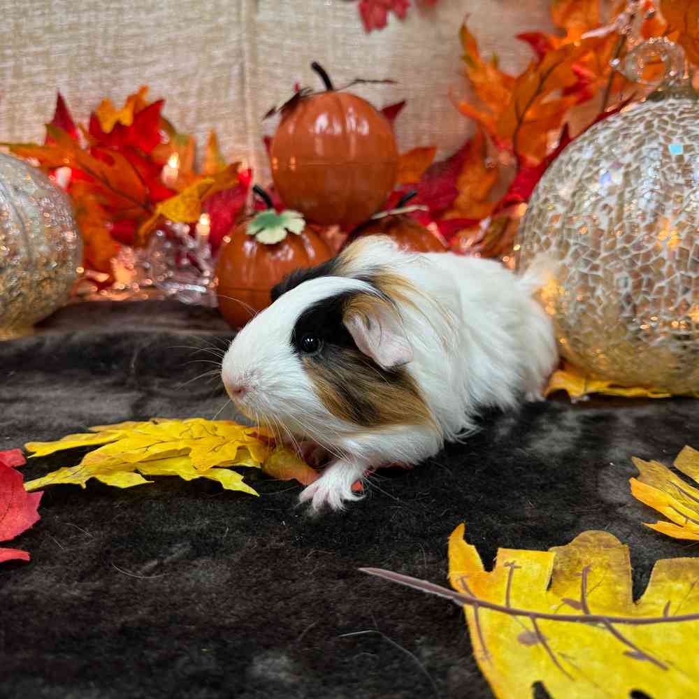 carousel pet images
