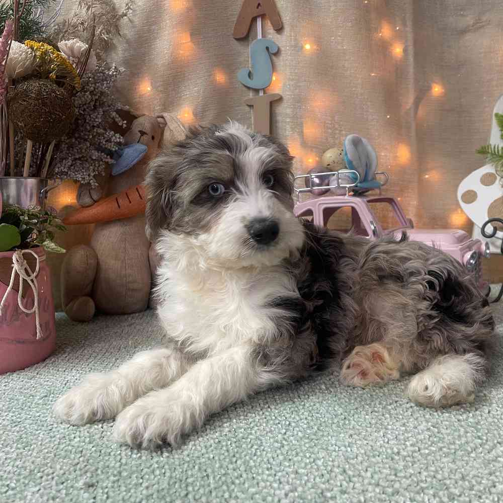 carousel pet images