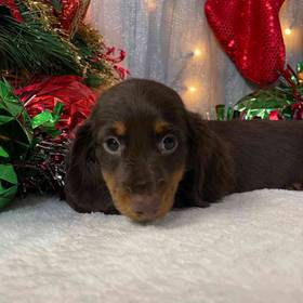 Dachshund