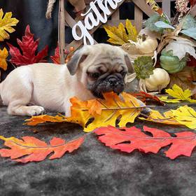 Pug