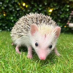 Hedgehog