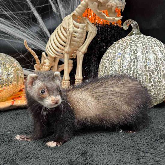 Ferret