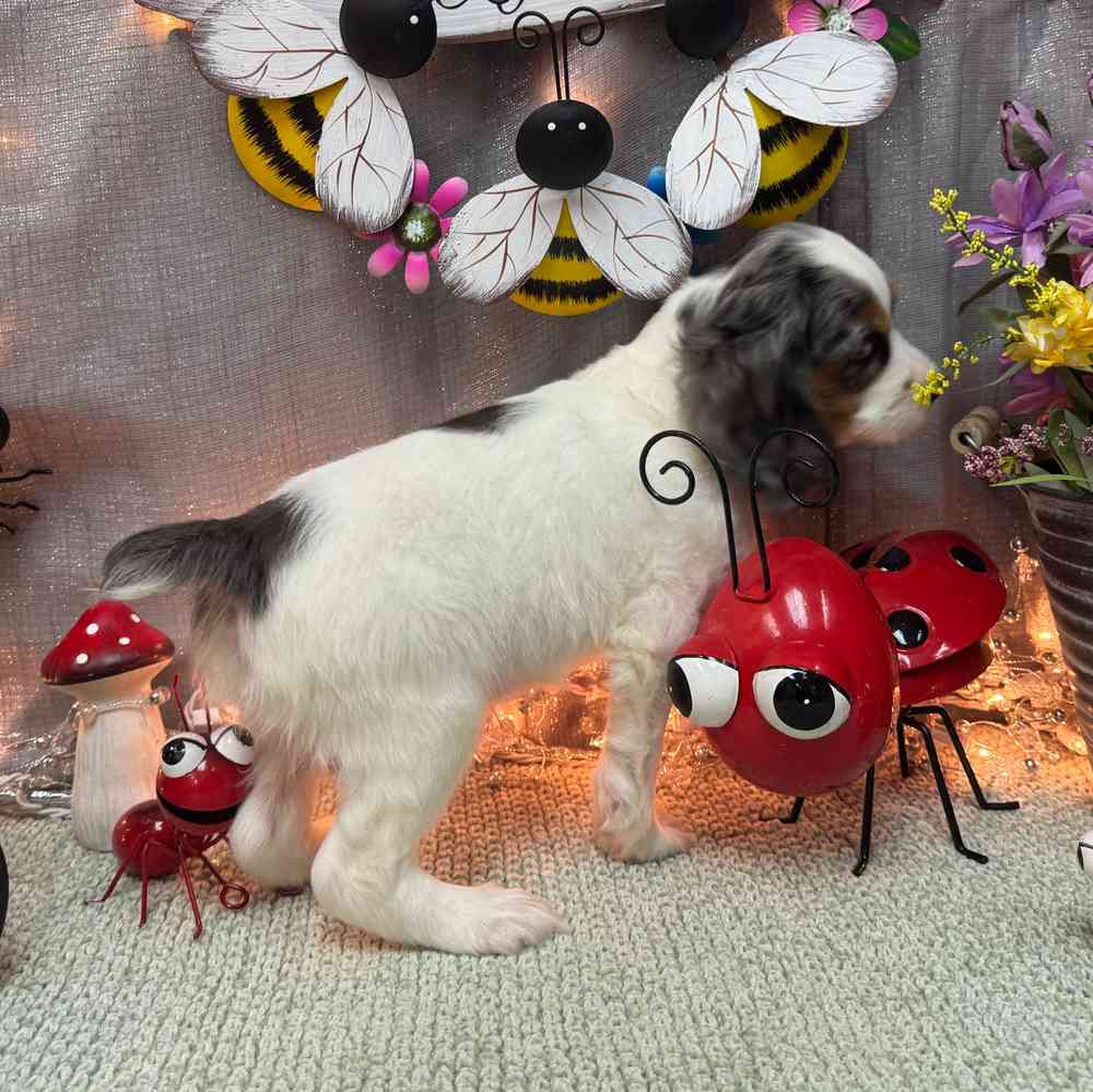 carousel pet images