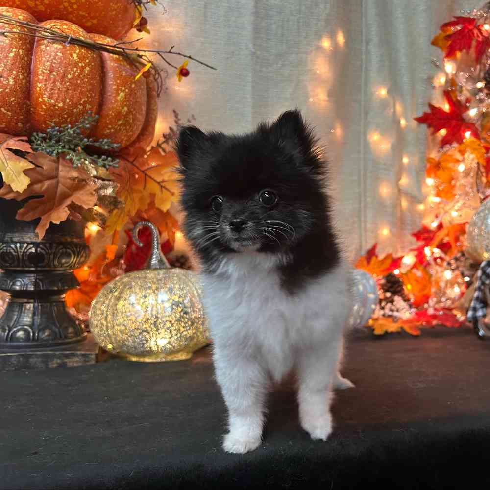 carousel pet images