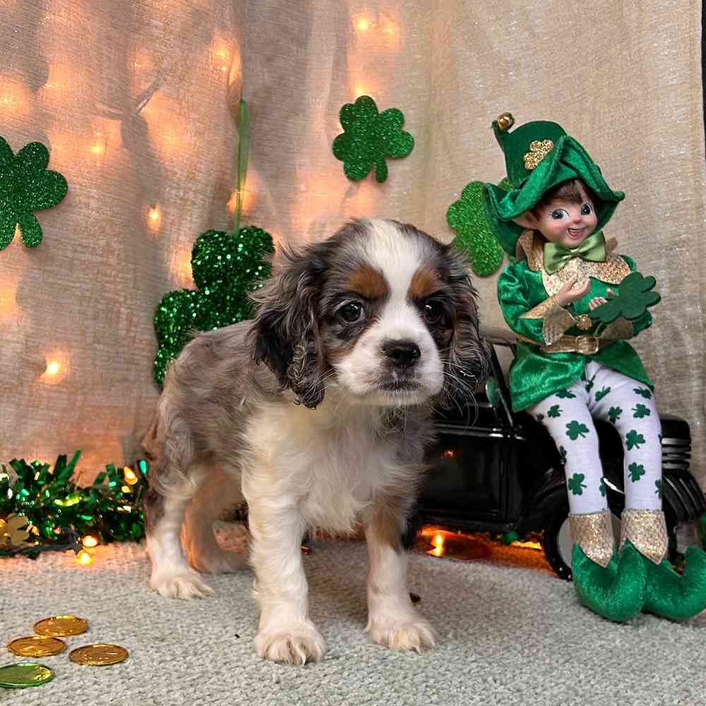carousel pet images