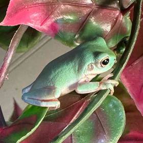 White Tree Frog