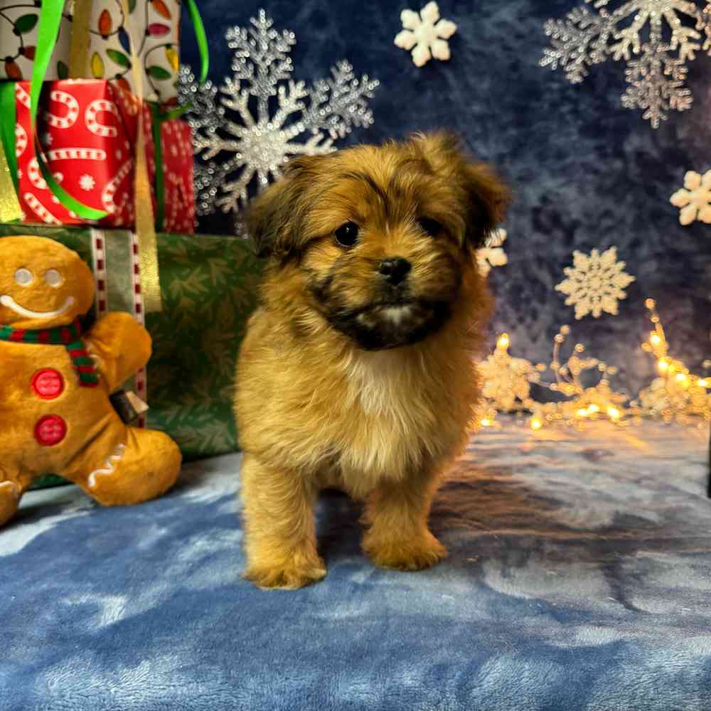 carousel pet images