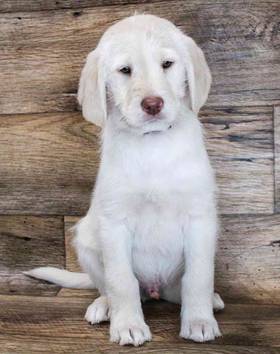 Labradoodle