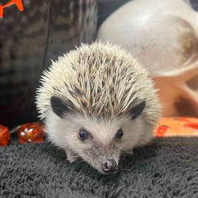Hedgehog