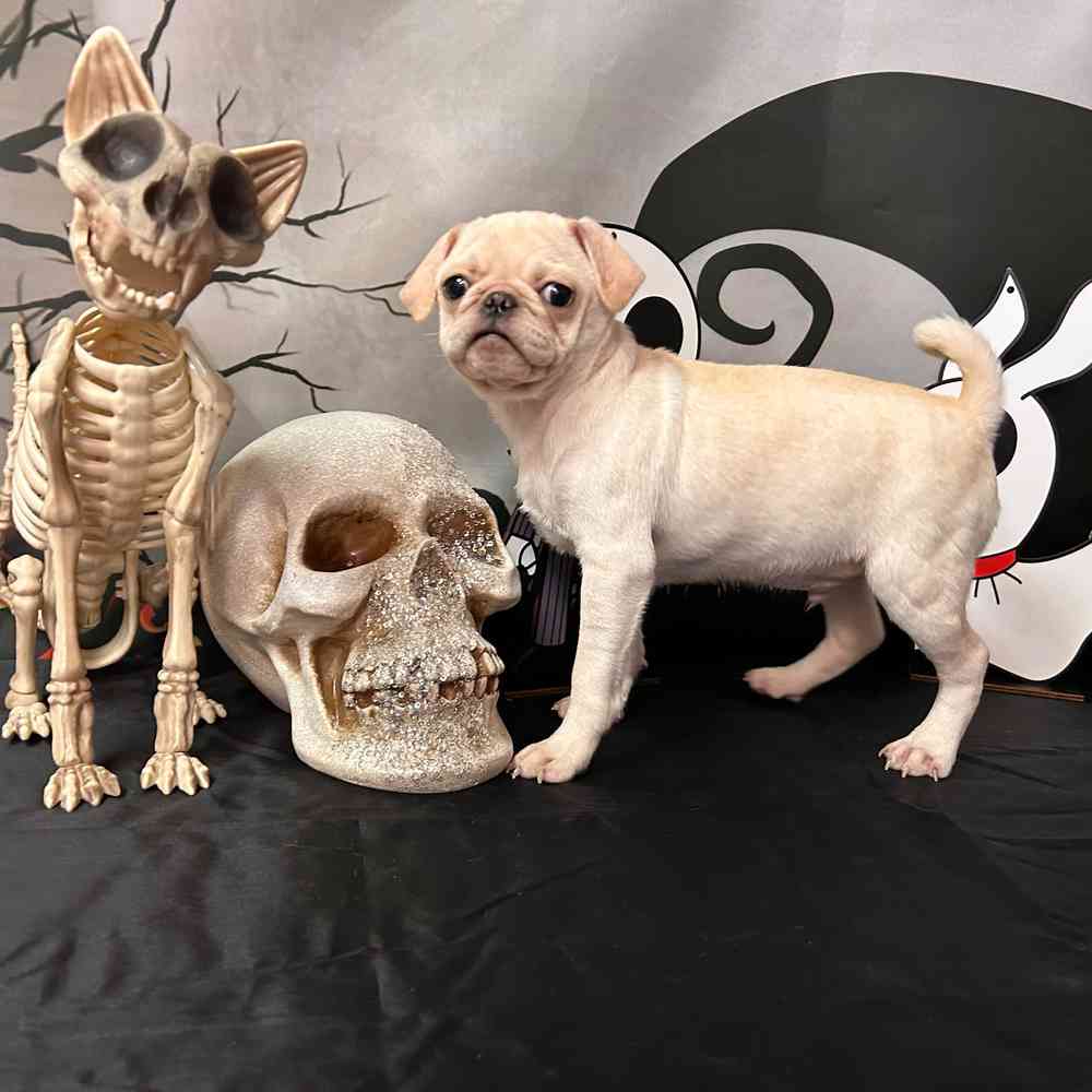 carousel pet images
