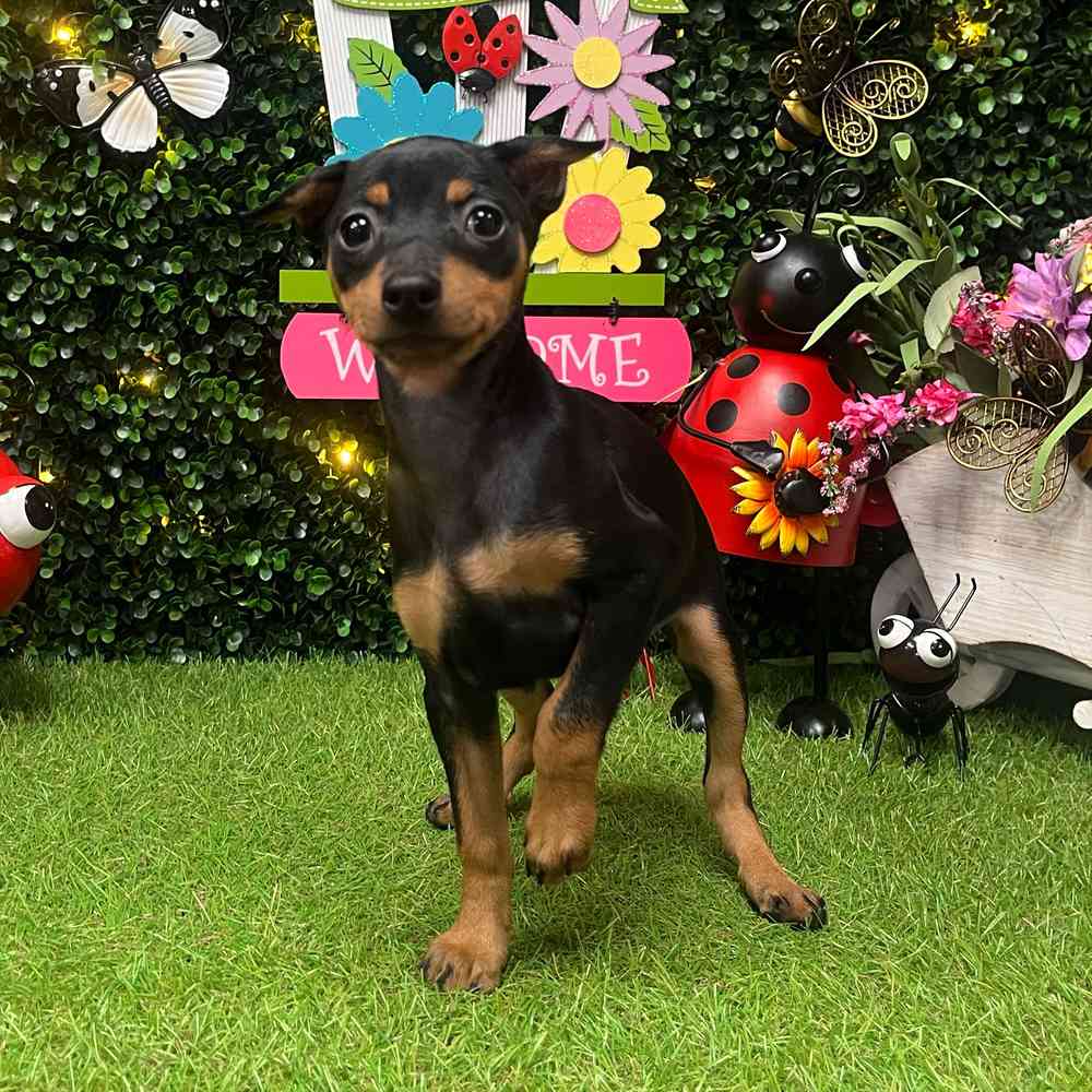 carousel pet images