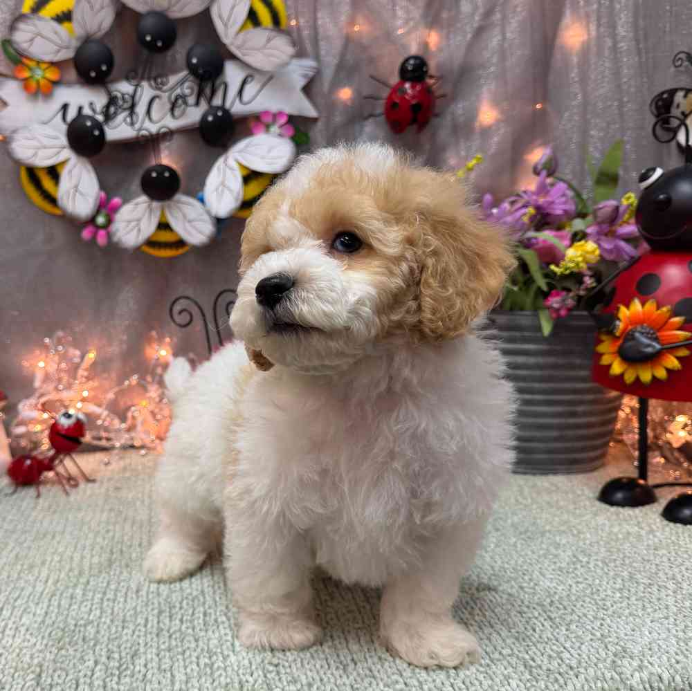 carousel pet images