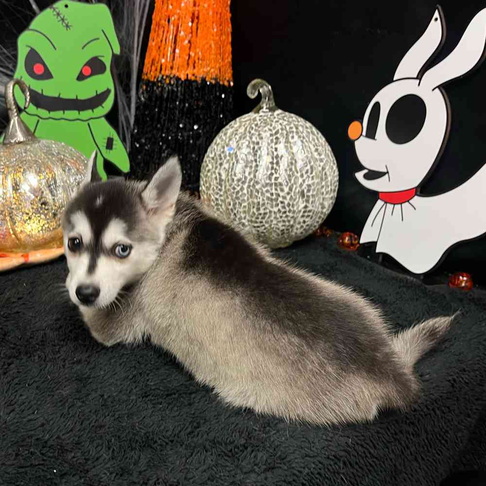 carousel pet images
