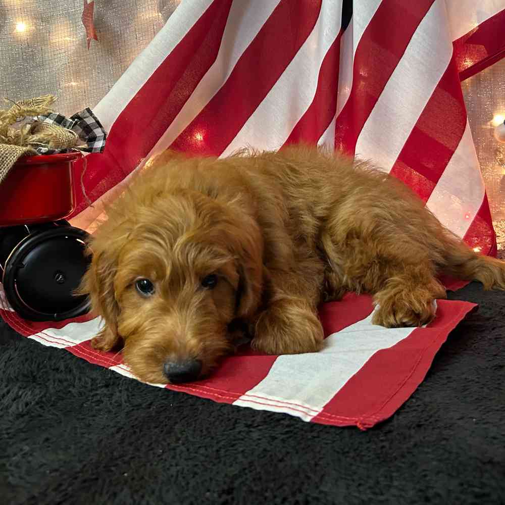 carousel pet images