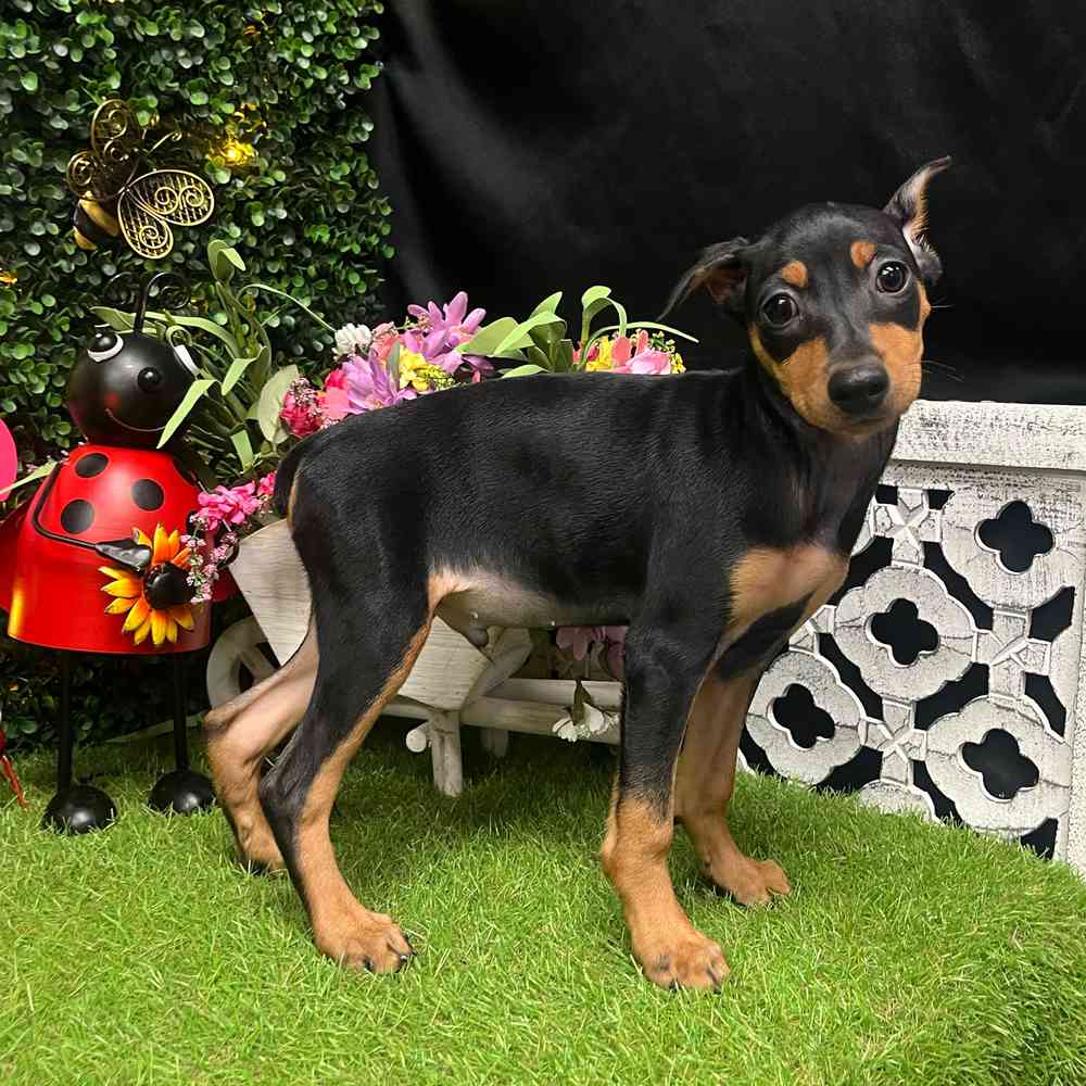 Image of a pet breed in the gallery