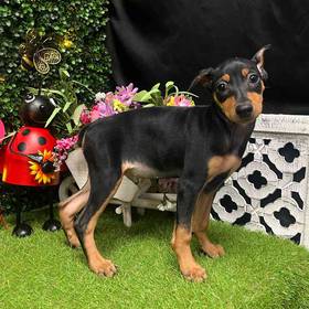 Min Pin
