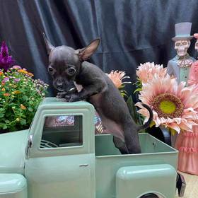 Chihuahua