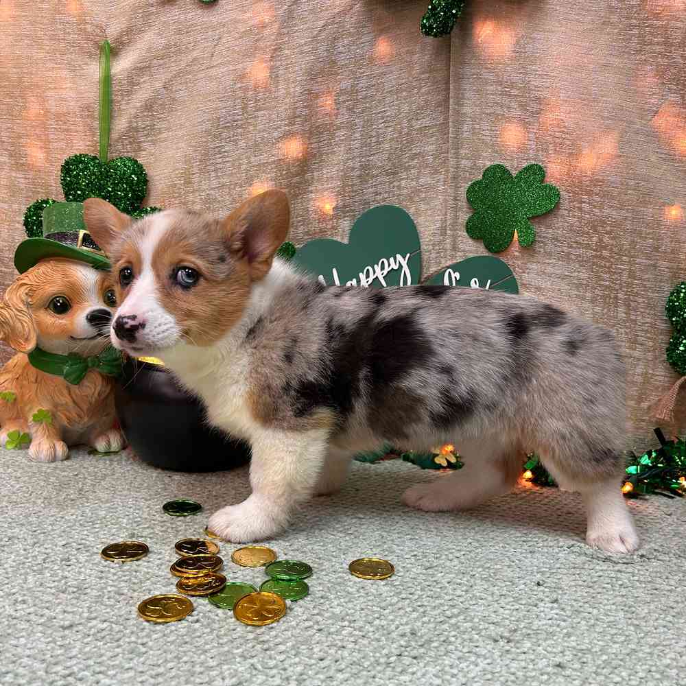 carousel pet images