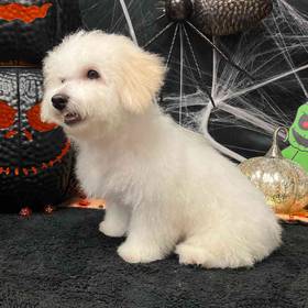 Bichon