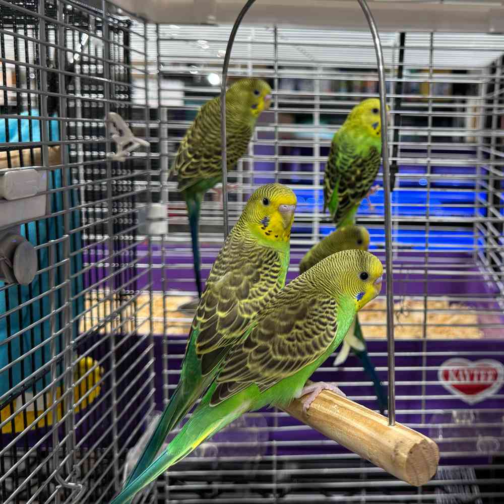 Image of a pet breed in the gallery