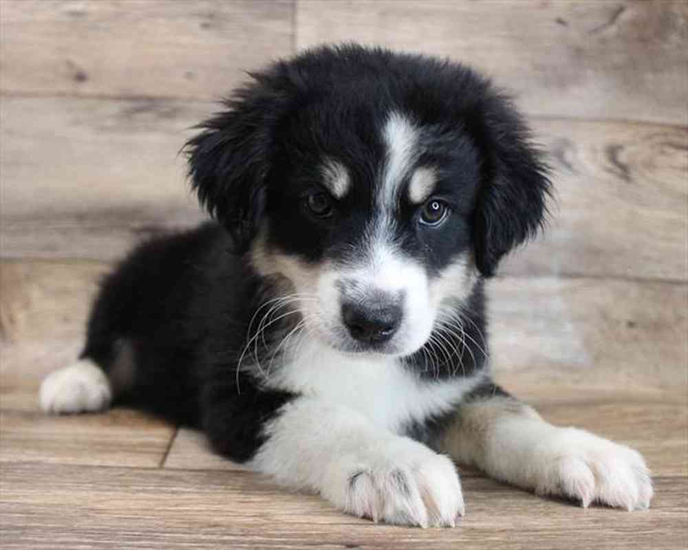 carousel pet images