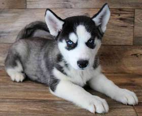 Siberian Husky