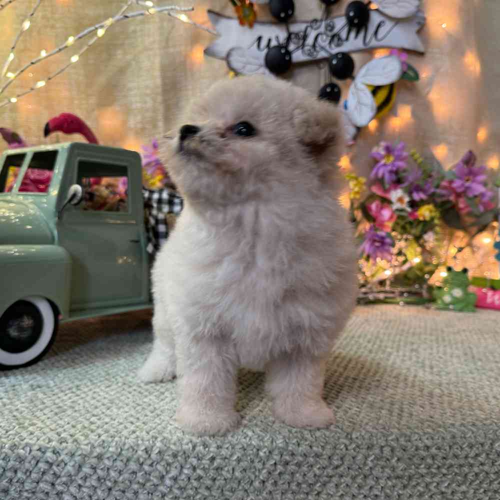 carousel pet images